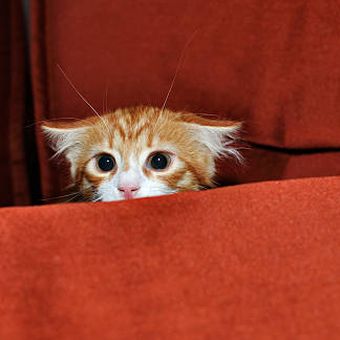 Ilustrasi kucing takut.
