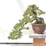 8 Tips Mudah Memelihara Bonsai untuk Pemula