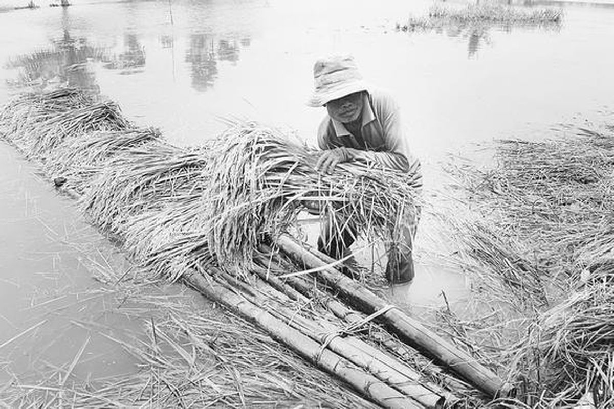 Ii bin Sukardi (72), petani penggarap di Desa Curug, Kecamatan Klari, Kabupaten Karawang, Jawa Barat, Minggu (21/3), memanen padi yang tergenang banjir akibat luapan Sungai Citarum. Selain merendam persawahan di kanan-kiri sungai, banjir juga menggenangi sejumlah permukiman di Karawang dan Purwakarta dalam sepekan terakhir.