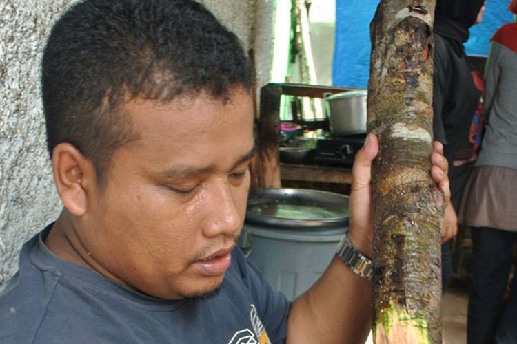 Lukman Lubis (32), pemilik Warung Holat Bu Dedek, menunjukkan batang pohon balakka (Phyllanthus emblica) yang telah diserut untuk menjadi bumbu spesial holat. 