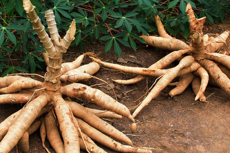 Ilustrasi tanaman singkong, menanam singkong.