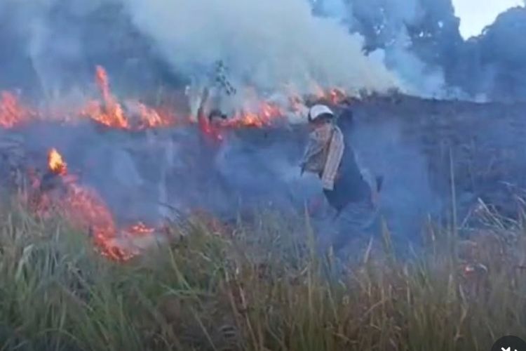 Kebakaran Lahan di Savana Propok Gunung Rinjani Berhasil Dipadamkan, 98 Hektar Terdampak