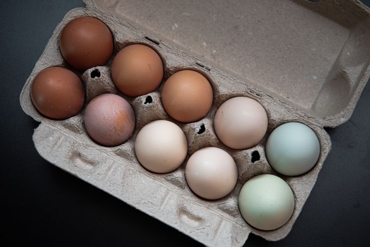 Ilustrasi telur ayam dan telur bebek. Kedua jenis telur ini kaya nutrisi sehat yang baik untuk dikonsumsi.