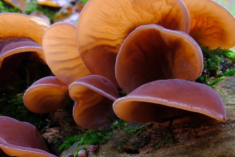 Ilustrasi jamur kuping, budidaya jamur kuping.