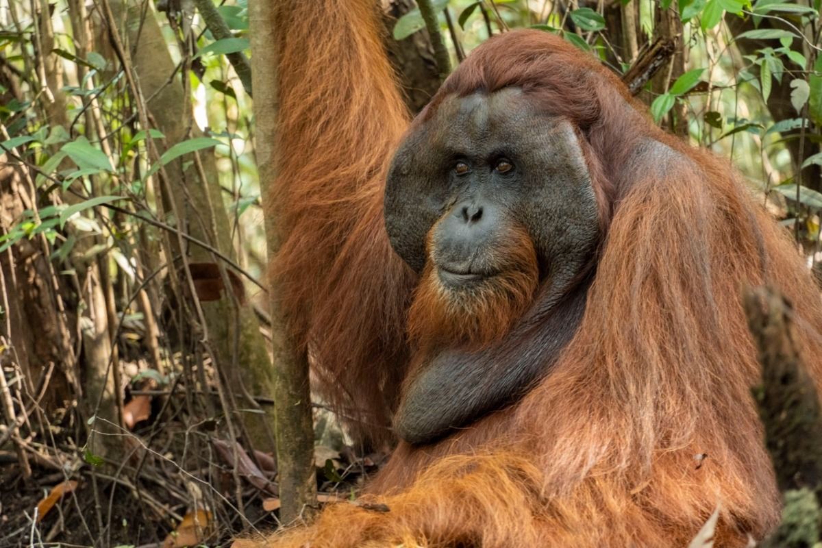 Tim Gabungan Balai Konservasi Sumber Daya Alam (BKSDA) Kalimantan Barat (Kalbar) dan Yayasan Inisiasi Alam Rehabilitasi (IAR) Indonesia melakukan translokasi terhadap satu individu orangutan jantan dewasa ke Hutan Desa Sungai Besar, Kecamatan Matan Hilir Selatan, Kabupaten Ketapang, Kalbar.