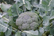 5 Hama yang Kerap Menyerang Tanaman Brokoli dan Cara Membasminya