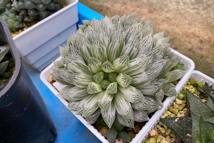 Ilustrasi tanaman sukulen Haworthia Variegata. 