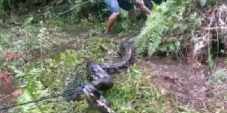 Cerita Warga Lubuklinggau Tak Sengaja Injak Ular Piton 6 5 Meter Saat Mandi Di Sungai Halaman All Kompas Com