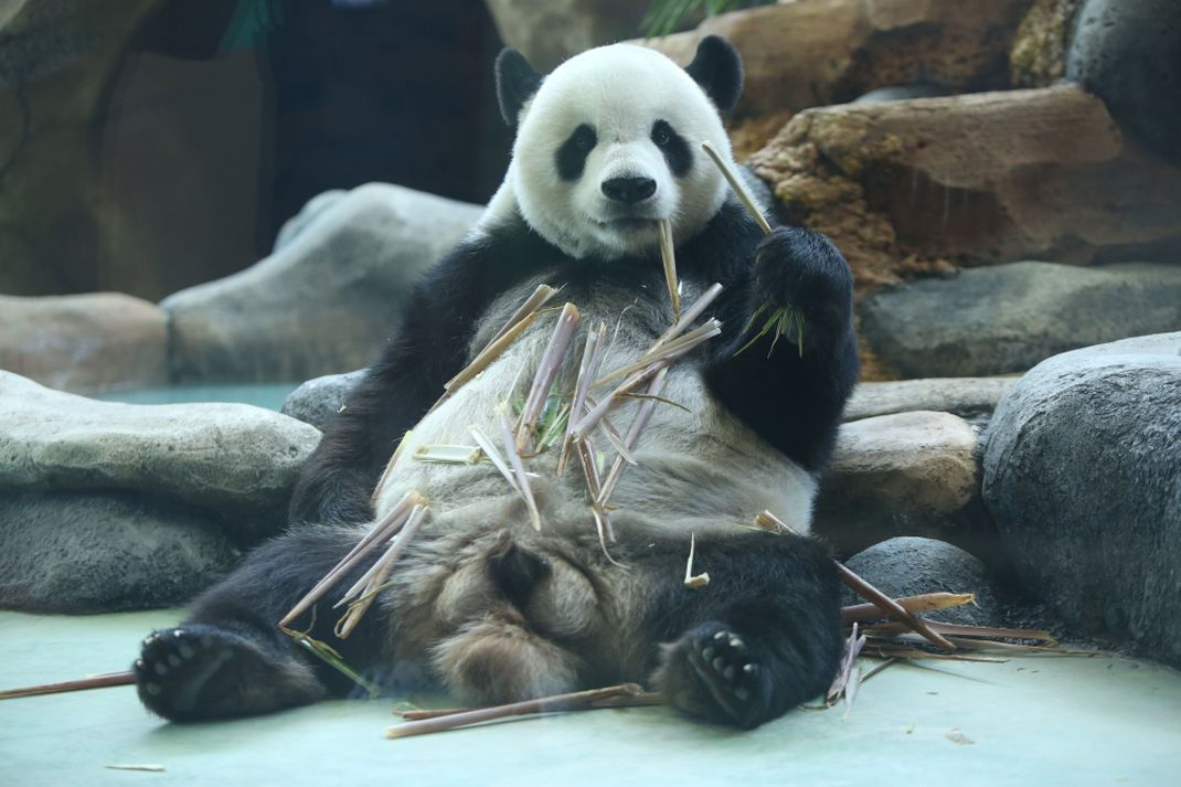 Sepasang Giant Panda di Taman Safari Indonesia