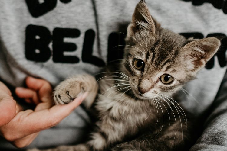 Berapa Lama Kucing Hidup Inilah Fakta Umur Rata Rata Si Meong Halaman All Kompas Com