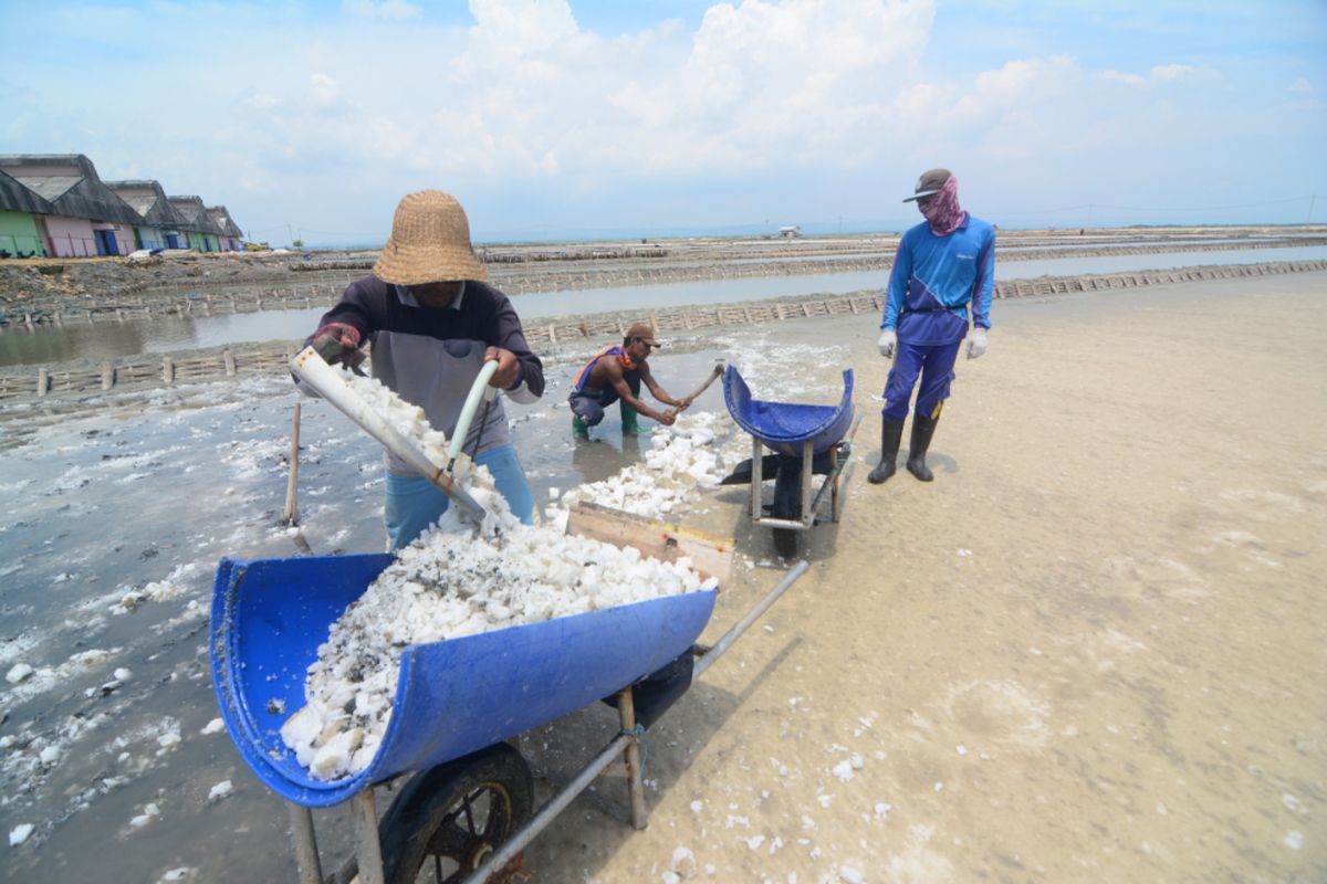 Buruh angkut garam saat memanen garam di Desa Pandan, Kecamatan Galis, Kabupaten Pamekasan, Kamis (9/1/2020). Harga garam rakyat tahun ini Rp 150/kg. Selama 20 tahun terakhir, harga garam menurut sejumlah petambak garam tidak pernah anjlok seperti tahun ini.