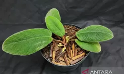 Kenalan dengan Tanaman Baru yang Daunnya Mirip Lidah Kucing, Ditemukan di Tapanuli