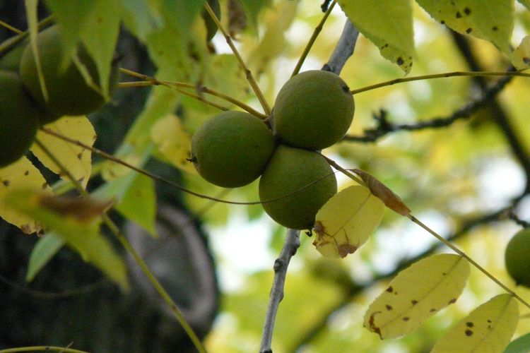 Pohon kenari hitam yang melakukan alelopati
