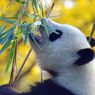 Kekurangan Bambu, Dua Panda di Kanada Tak Bisa Pulang ke China Akibat Covid-19