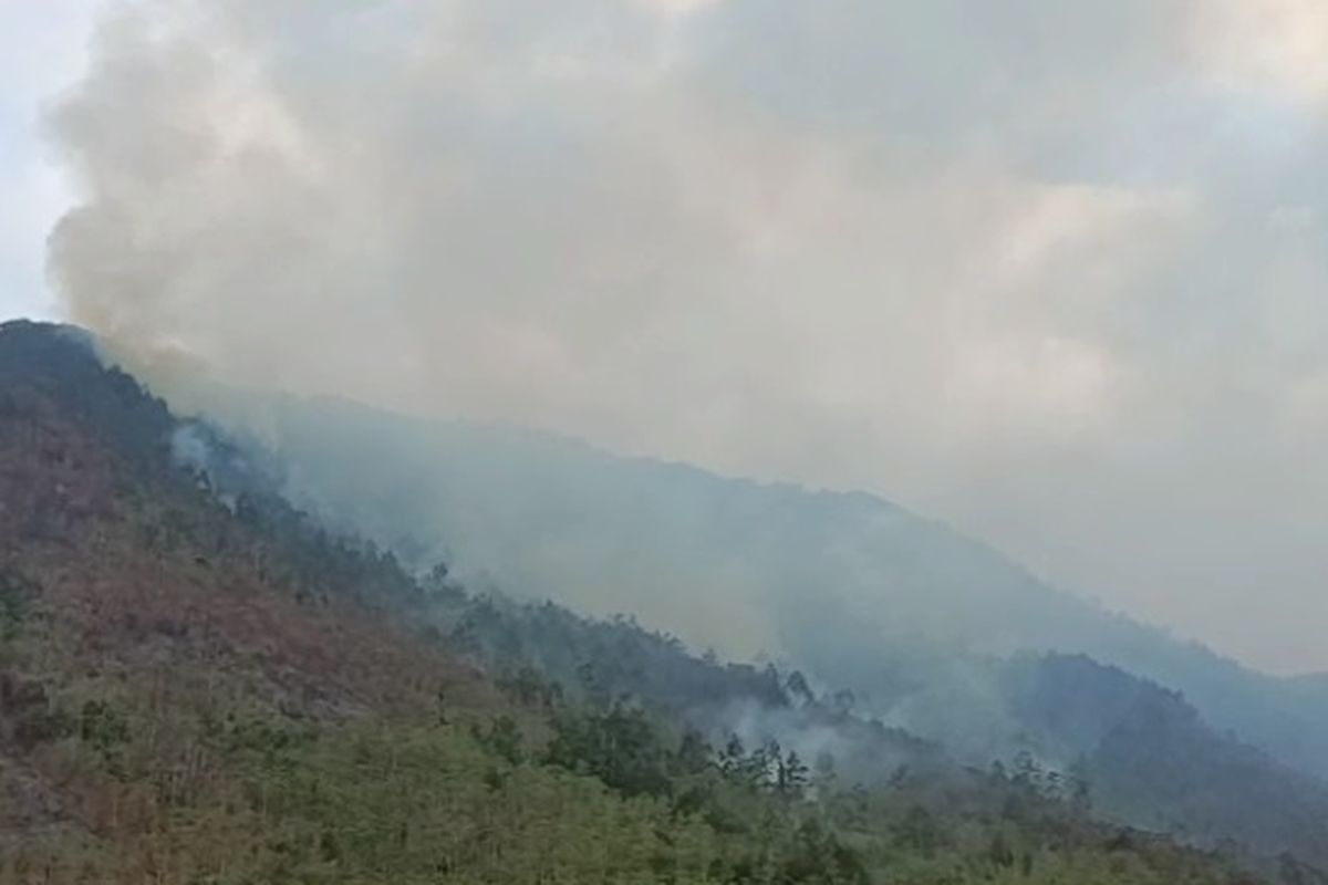 Api Bua Kebakaran Hutan di Bua Luwu Capai 60 Hektar, Api Mulai Mendekati ...