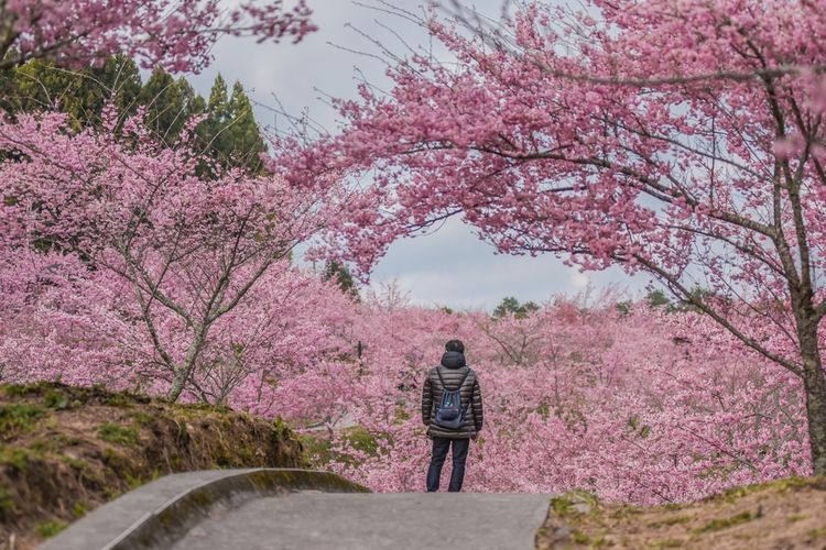 Ilustrasi Taman Bunga Sakura di Fushoushan Farm di Lishan, Taiwan.