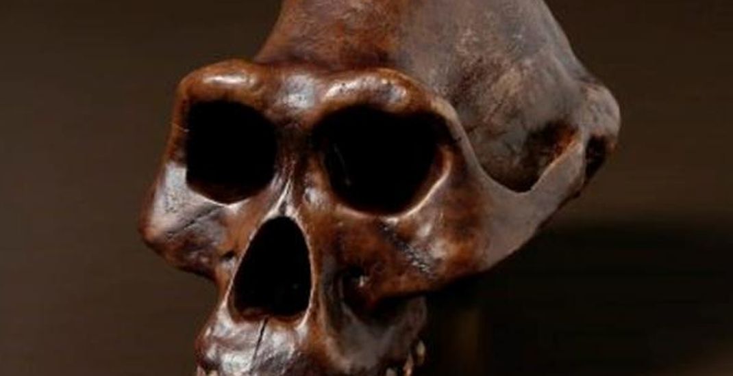 Fosil tengkorak Australopithecus afarensis atau Lucy di Australian Museum.