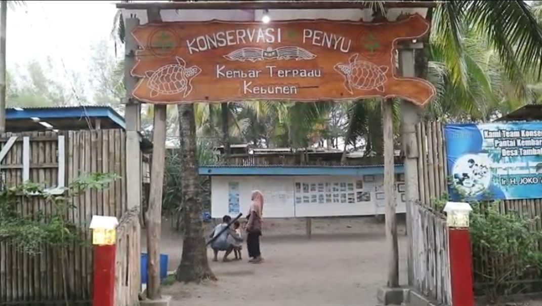 Pantai Kembar Terpadu di Kebumen, Tempat Wisata Edukasi Konservasi Penyu Tanpa Biaya Masuk