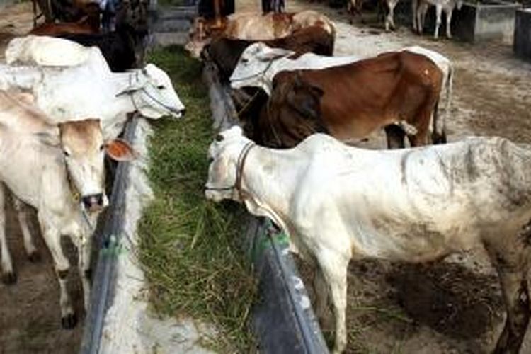 Bulan Depan 10 000 Ton Daging Sapi Selandia Baru Masuk Indonesia