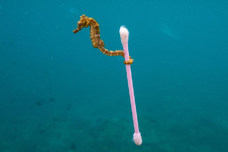 Kuda laut meraih korek kuping saat melayang di lautan. Foto ini menunjukkan bahwa sampah manusia menjadi keseharian hewan laut. 