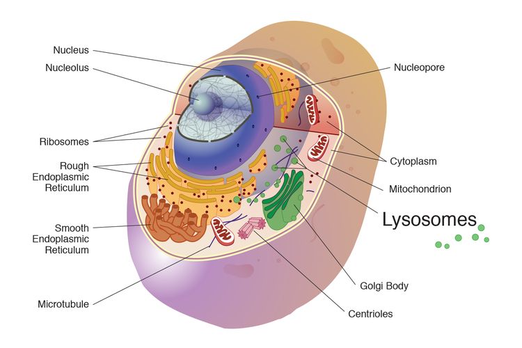 Ilustrasi enzim lisosom