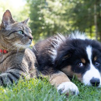 Survei yang dilakukan OnePoll mendapati orang yang memelihara kucing atau anjing lebih mengutamakan kesehatan fisik dan mental anabulnya daripada dirnya sendiri.