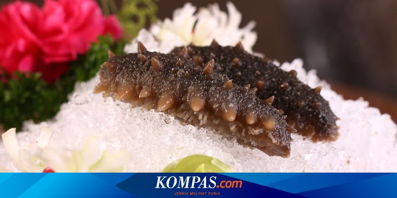 Mengapa Teripang Mahal Harganya Capai Rp 50 Juta Per Kilogram Halaman All Kompas Com