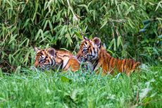 Pertama Kali, Anak Harimau Sumatera Kembar Diperlihatkan di Kebun Binatang Chester Inggris, Diberi Nama Indonesia