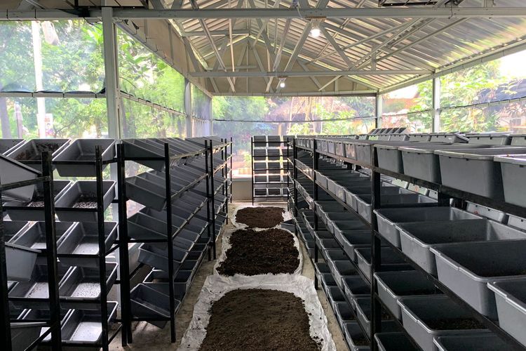 Suasana budidaya magot di Sukamiskin, Kota Bandung. Untuk budidaya ini dibutuhkan 1 ton sampah organik per hari. 