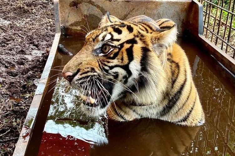Fakta Lepasnya 2 Harimau Sinka Zoo Singkawang Tewaskan Pawang Bermula Kandang Longsor Halaman All Kompas Com