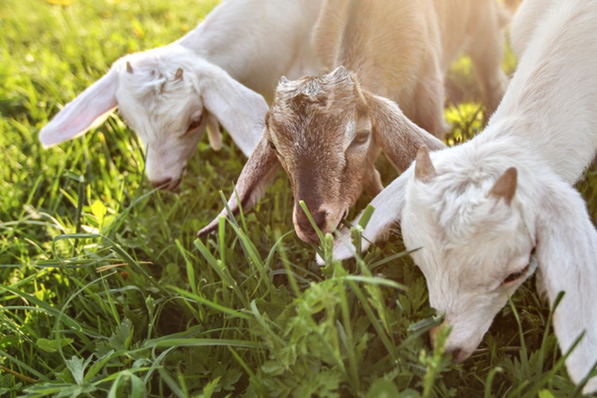 Ilustrasi kambing makan rumput.