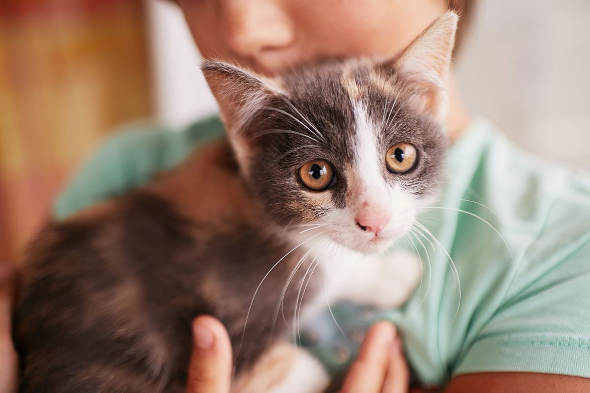 Ilustrasi memelihara kucing. Bukti hubungan manusia dan kucing sudah terjalin sejak lama. Manusia menyukai kucing dan ternyata ada manfaat kesehatan dengan memelihara kucing di rumah.