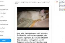 Cara Mengatasi Anak Kucing Trauma, Bawa ke Dokter jika Ada Tanda Ini