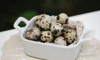 Kandungan Nutrisi Telur Puyuh dan Manfaatnya bagi Tubuh