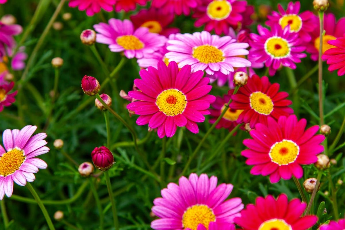 Ilustrasi bunga aster atau daisy berwarna pink.