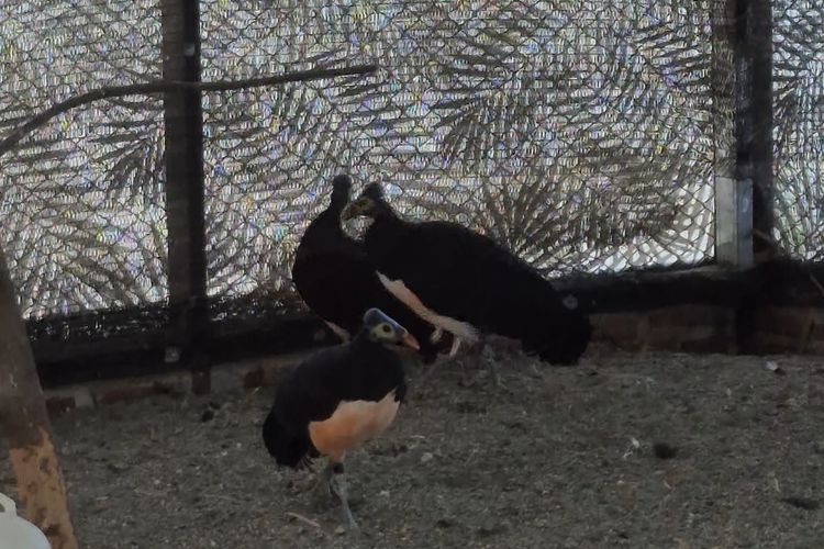 Kisah Mustar Merajut Toga Anak dengan Menjaga Maleo, Si Burung Langka 
