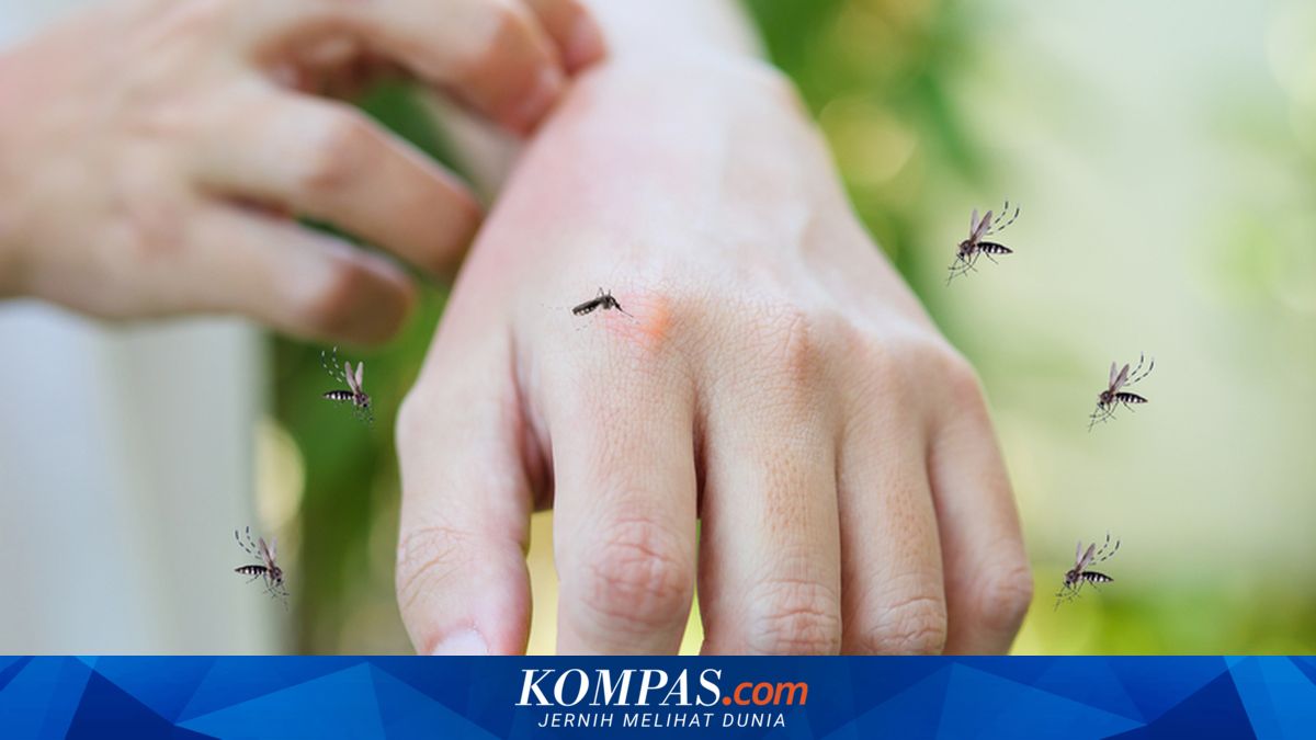 Tanpa Bahan Kimia, Ini 4 Cara Alami Mengusir Nyamuk dari Halaman Rumah