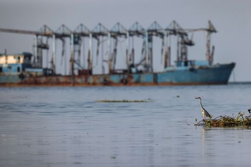 Teluk Jakarta Tercemar Paracetamol, Apa Efeknya untuk Manusia?