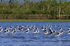 Sensus Burung Air Asia Diprioritaskan pada Lahan Basah yang Memiliki Nilai Penting