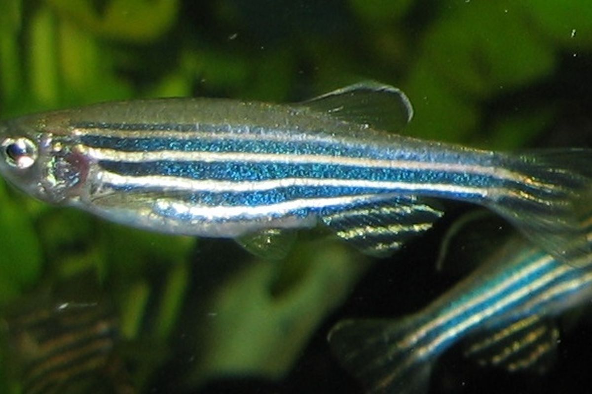 ikan zebrafish