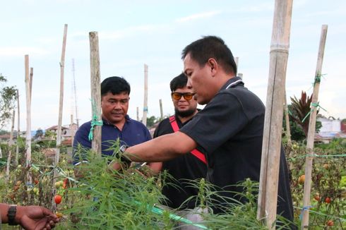 Petani Ini Tanam Ganja di Ladangnya Untuk Obati Diabetes