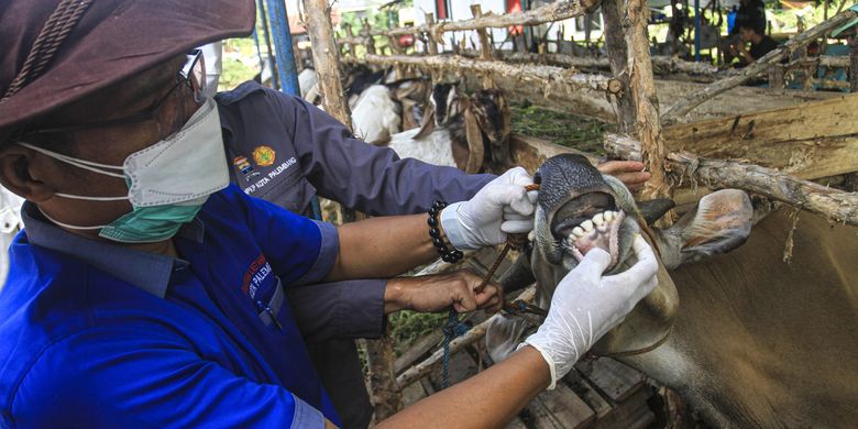 Terbaru, Idul Adha, Pemerintah: Pasokan Hewan Kurban Sangat Mencukupi