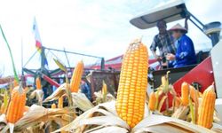 Ekspor Jagung Indonesia adalah Keniscayaan...