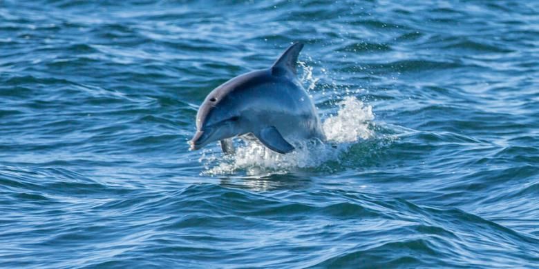Spesies lumba-lumba hidung botol kerap timbul dan tenggelam berganti-gantian di lautnya.