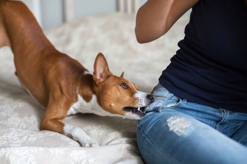 Ingin Anjing Berhenti Merusak Sofa dan Sepatu? Pakar Jelaskan Caranya