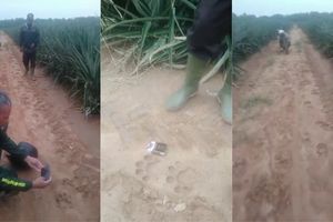 Jejak Tapak Harimau Ditemukan di Perkebunan Nanas Dekat TNWK