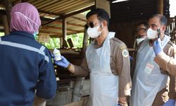 Akselerasi Pengendalian PMK, SYL Gelar Vaksinasi Perdana di Jateng