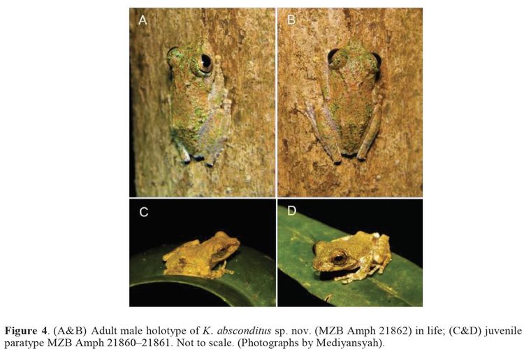 Gambar A dan B menunjukkan katak pohon K. absconditus jantan.