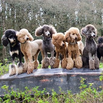 Ilustrasi anjing - Ras anjing pudel jenis Standard Poodle.