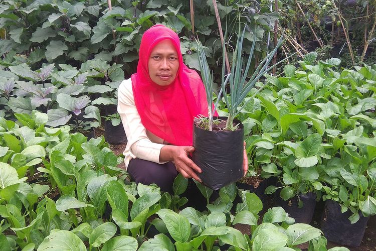 Bertanam sayur di pekaragan rumah, ibu ibu di Magetan ini mampu meraup keuntungan hingga belasan juta rupiah. Mereka memanfaatkan pekarangan rumah dimasa pandemi virus corona
